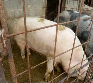 Porci disponibili caută altă casă  - imagine 3