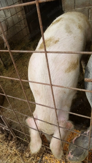 Porci disponibili caută altă casă  - imagine 2