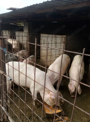 Porci disponibili caută altă casă  - imagine 4