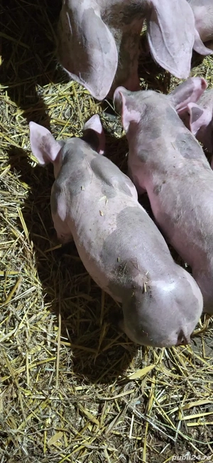 purcei pietrain  - imagine 2