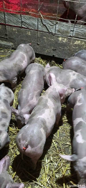 purcei pietrain  - imagine 5