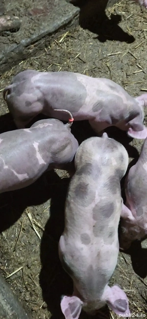 purcei pietrain  - imagine 3