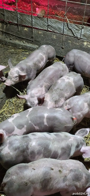 purcei pietrain  - imagine 4