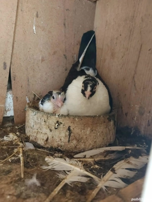 vand porumbei - imagine 2