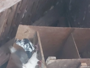 vand porumbei - imagine 5