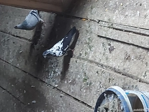 vand porumbei - imagine 4