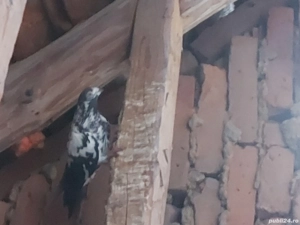 vand porumbei - imagine 3