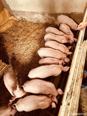 purcei  - imagine 3 purcei  - imagine 3