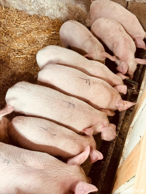 purcei  - imagine 2 purcei  - imagine 2