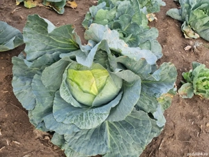 Varză de toamna proaspătă 