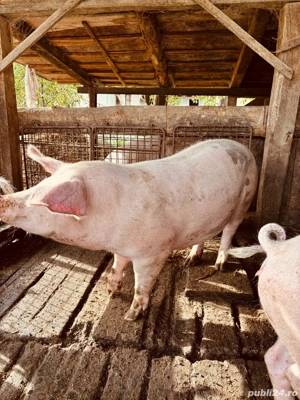 porci de vanzare - imagine 3