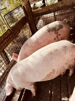 porci de vanzare - imagine 2