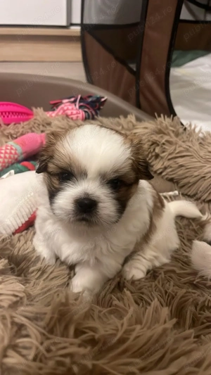 Shih-tzu talie mică  - imagine 12