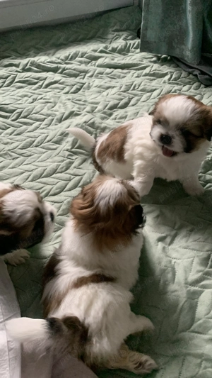 Shih-tzu talie mică  - imagine 15