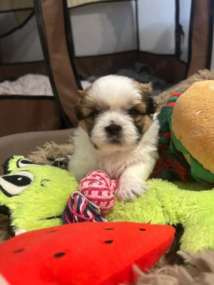 Shih-tzu talie mică  - imagine 13