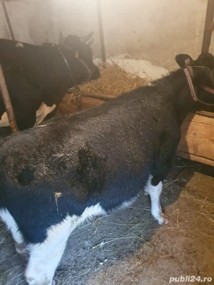 Vand vitel - imagine 4