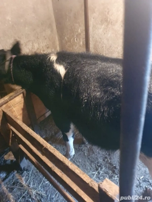 Vand vitel - imagine 2