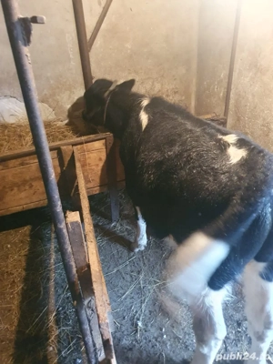 Vand vitel - imagine 3