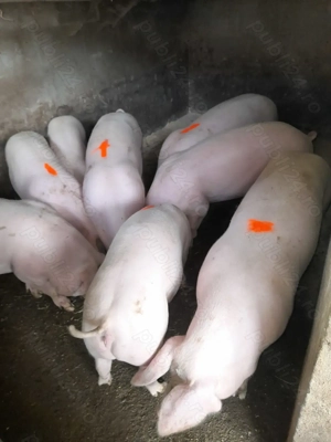 Porci de vanzare 