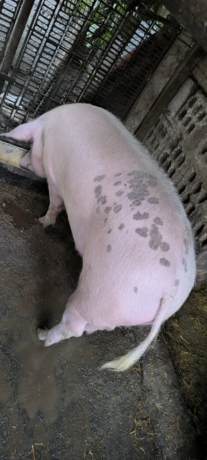 Vând porc landrace+marele alb 