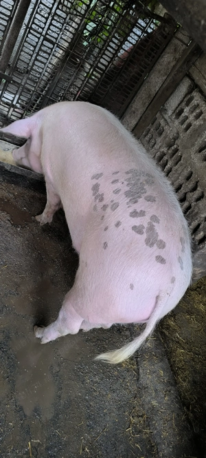 Vând porc landrace+marele alb  - imagine 2