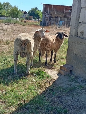 Berbec ille de france schimb cu pasari - imagine 4