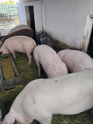 Vînd Porci  de carne BIo , - imagine 3