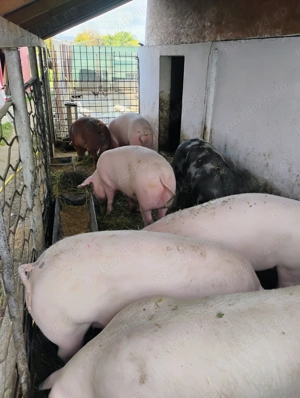 Vînd Porci  de carne BIo ,