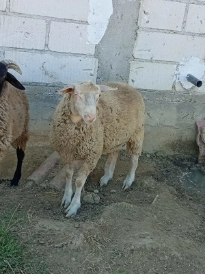 Berbec de rasa ille de france  - imagine 2 Berbec de rasa ille de france  - imagine 2