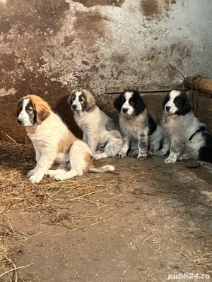 Ciobanesc de bucovina