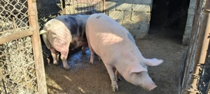 Porci de vânzare 