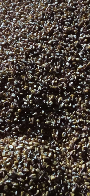 Vand porumb boabe 2025