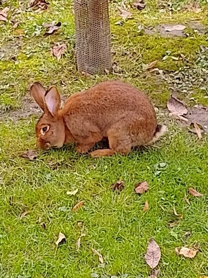 pui de iepuri  - imagine 2