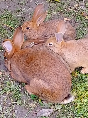 pui de iepuri  - imagine 3