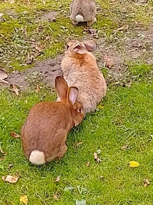 pui de iepuri  - imagine 4