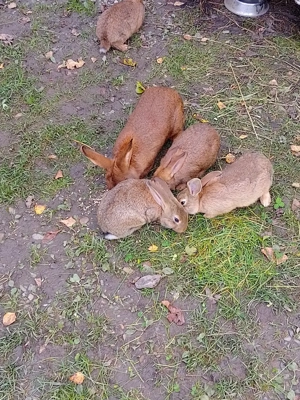 pui de iepuri  - imagine 5