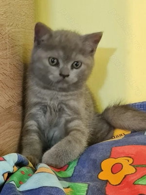 British Shorthair Blue, Puiut Femela, rasa pura - imagine 3