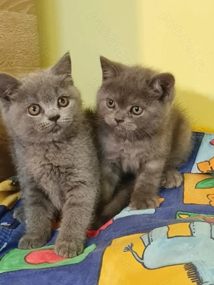 British Shorthair Blue, Puiut Femela, rasa pura - imagine 2