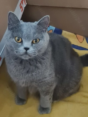 British Shorthair Blue, Puiut Femela, rasa pura - imagine 5