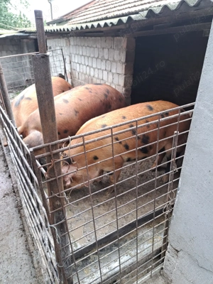 Vând porci pentru sacrificat