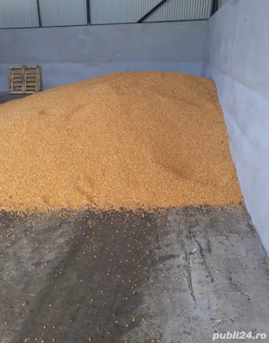 porumb de anul acesta