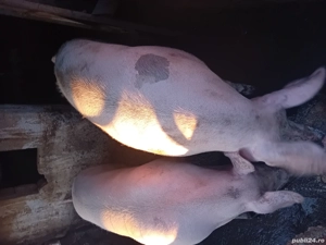 porci de vânzare 