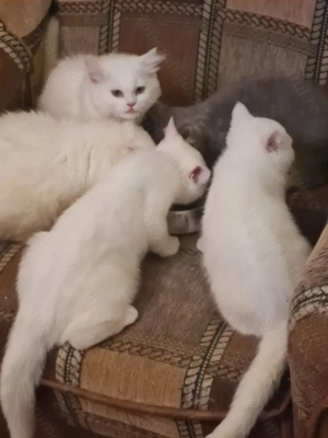 British Shorthair și Longhair White si Silver Tabby, masculi si femele  - imagine 5