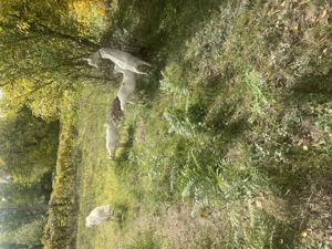 Vând capre - imagine 2