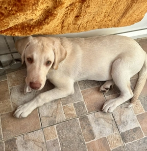 Fetița labrador retriever - imagine 3