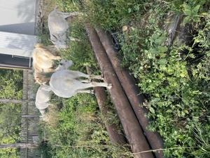 Vând capre - imagine 3