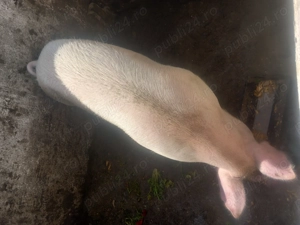 De vanzre porci Sanpaul - imagine 3