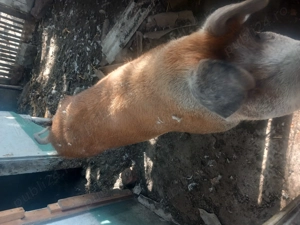 De vanzre porci Sanpaul - imagine 4