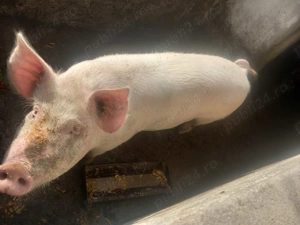 De vanzre porci Sanpaul - imagine 2