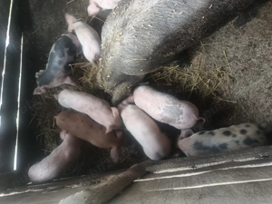 Vând purcei  - imagine 2